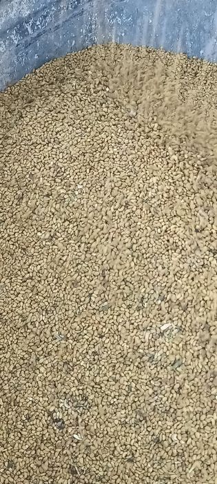 Семена клевера жонышка ұрық