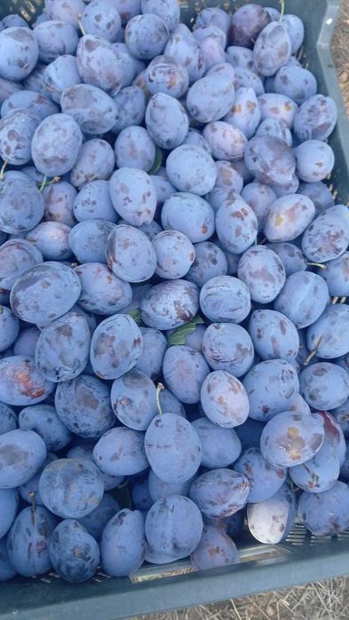 Muscat de Hamburg, Prune Stanley si Eduard de vanzare calitate super