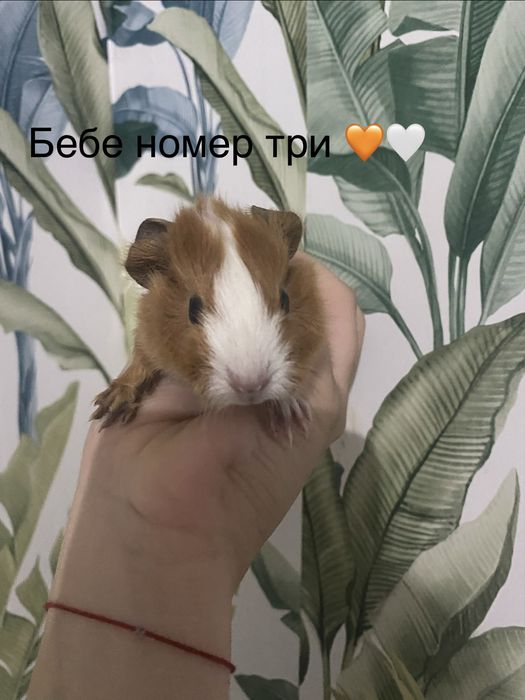 Чистокръвни морски свинчета