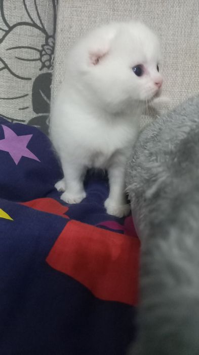 Продаются котята