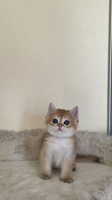 Британский золотая шиншилла