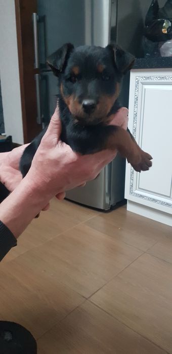 Продам щенят ягдтерьера