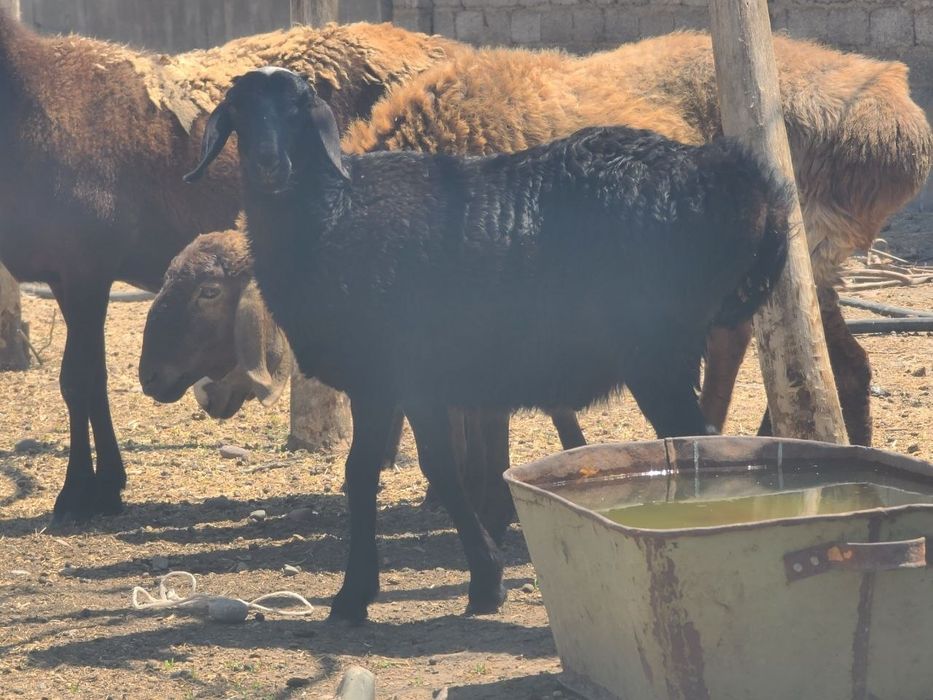 2 ta soliq qoy va 1 ta qo'chqor bolasi sotiladi