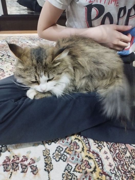 Пушистый котёнок