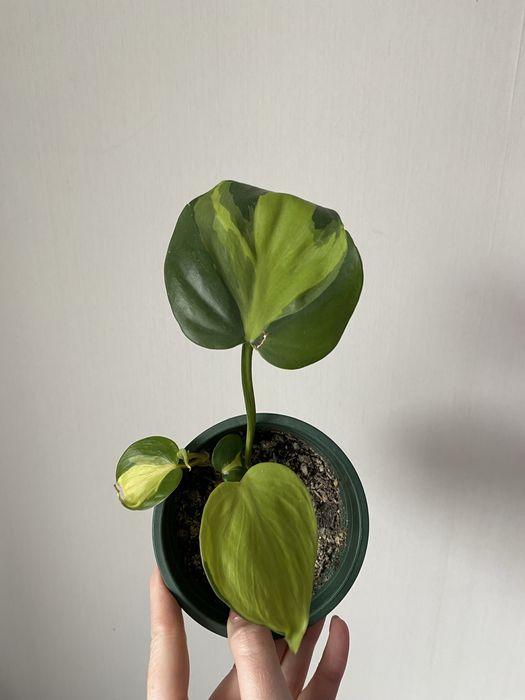 Филодендрон Бразил