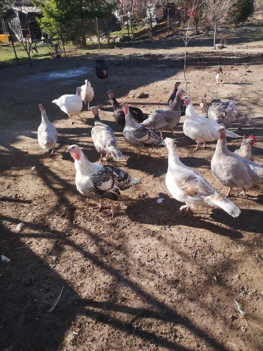 Пуешки яйца за люпене