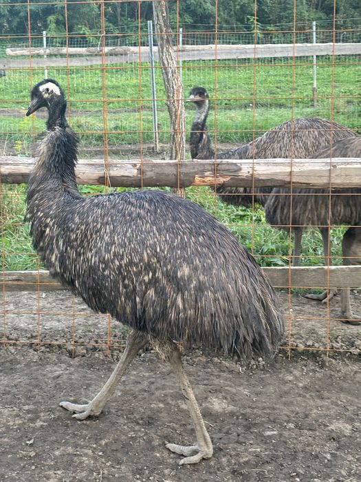 Familie emu de 8 ani! Cu transport