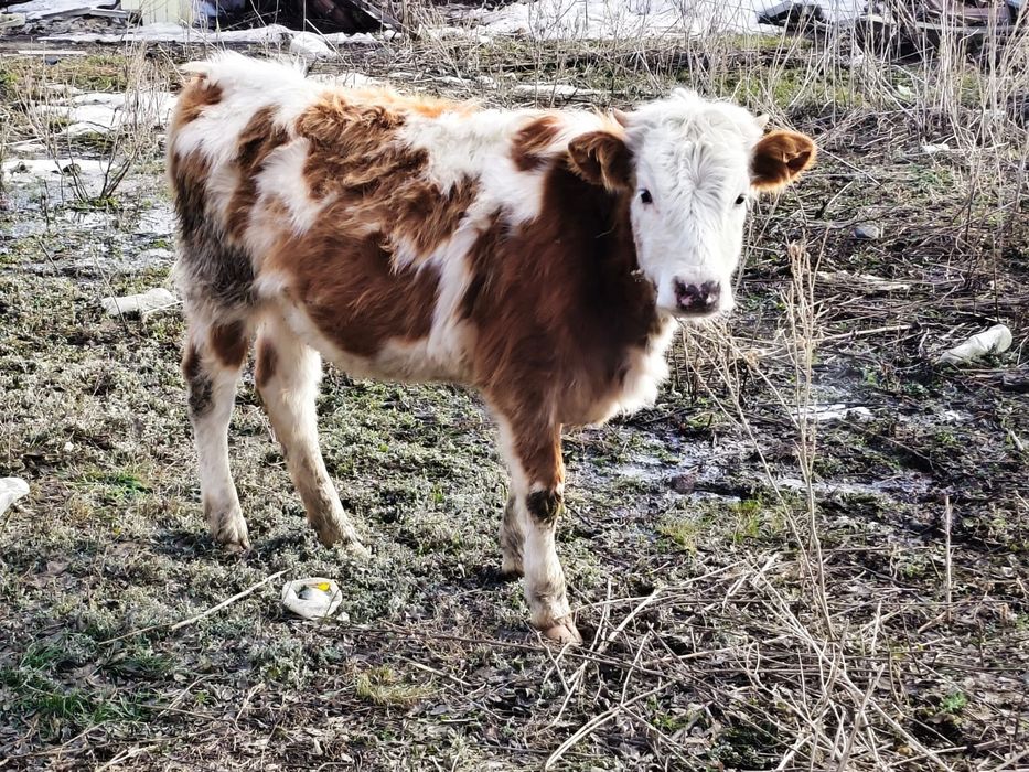 Продам коров с телятами