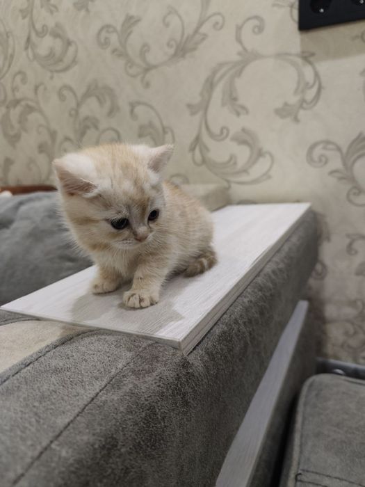 Котята ,породистые