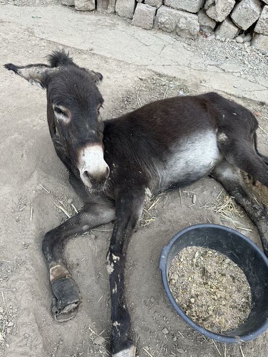 Katta Dik gozal cum shot