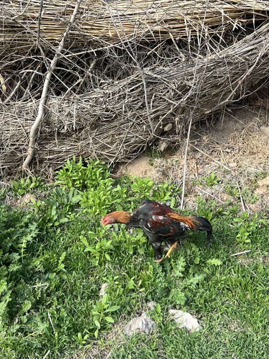 Dakan Xo’roz xitoy zot