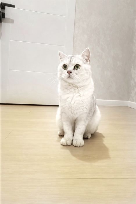 (Вязка) Vyazka xizmati arzon narxda zotdor, toza (Чистокровные коты)