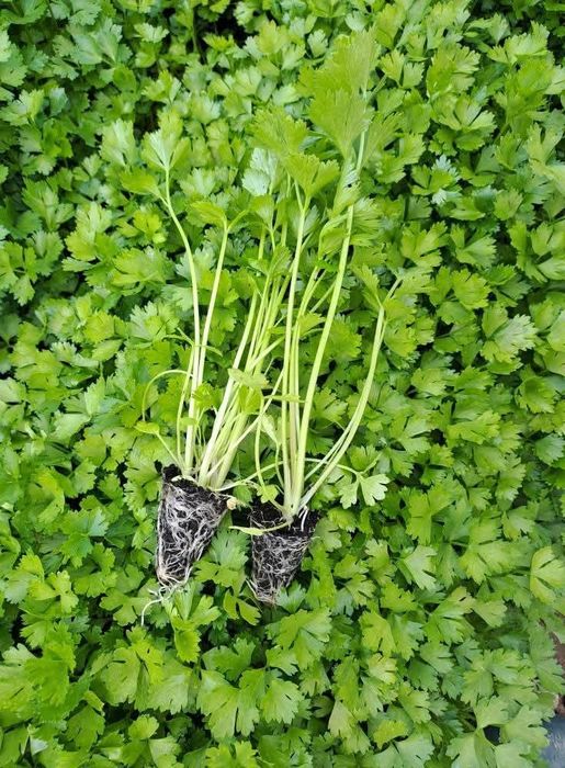 Разсад салата магданоз копър лук айсберг цвекло и др.