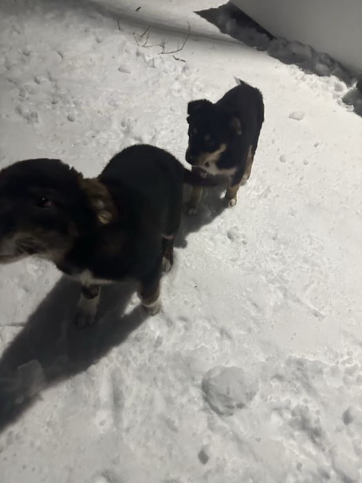 Три щенка в добрые руки