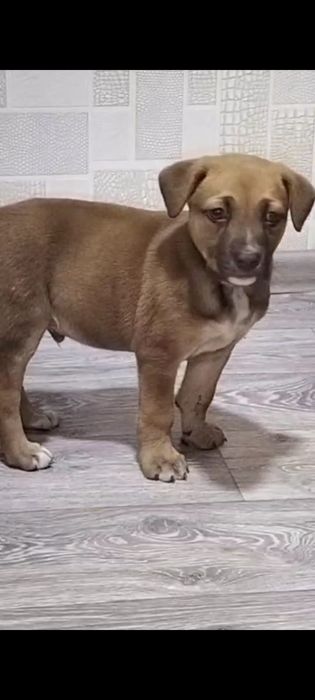 Отдам щенка в добрые руки срочно