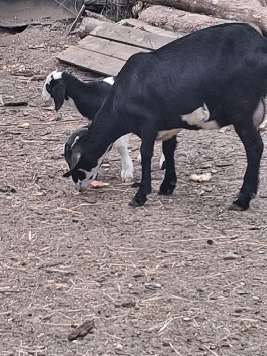 Vand capra cu tapisor