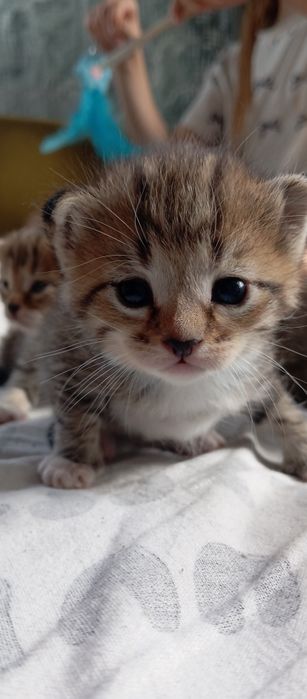 Котята, папа Мейн Кун