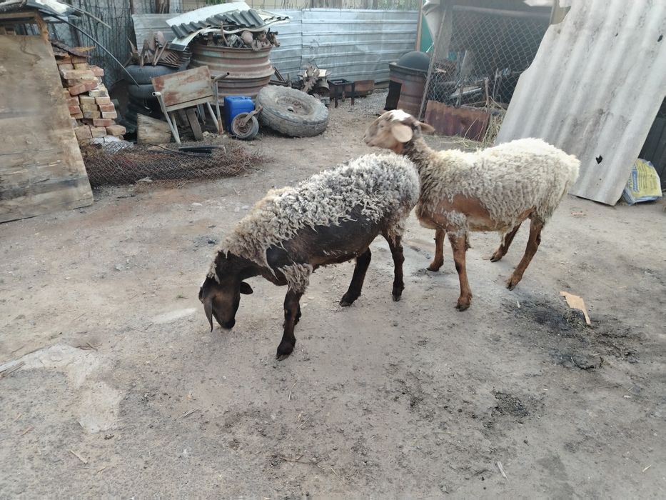 Продам двух баран