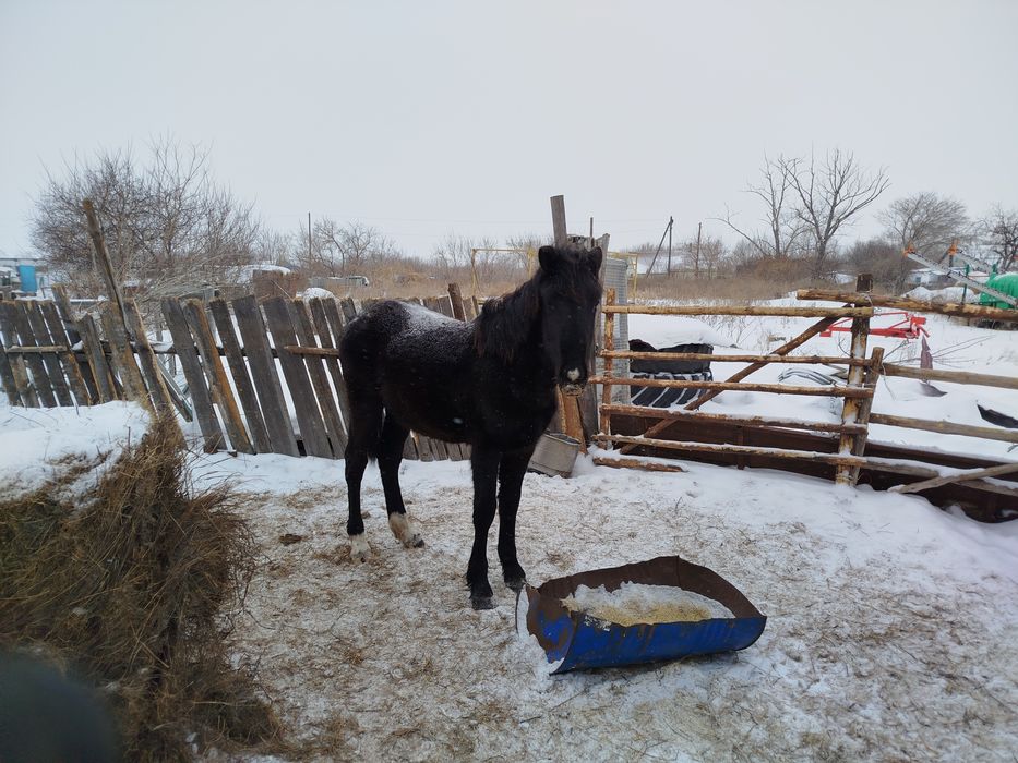 Продам жеребую кобылу и жеребят