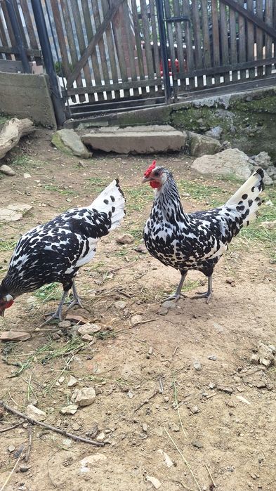 Oua pentru incubat Hamburg