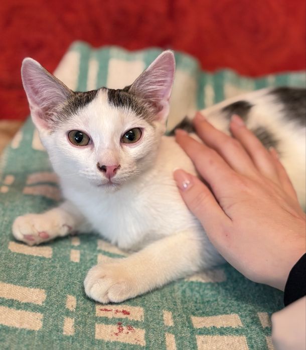 Котенок мальчик ищет дом