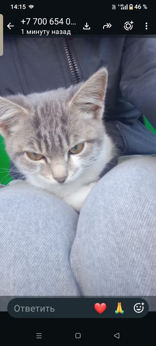 Котенок девочка очень милая игривая