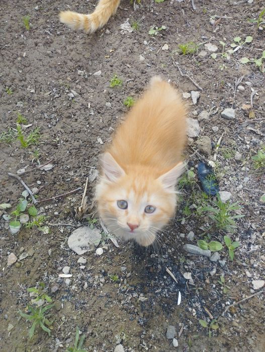 Мушуклар яхши колларга