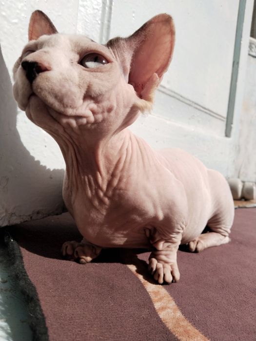 Сфинкс Бамбино девочка