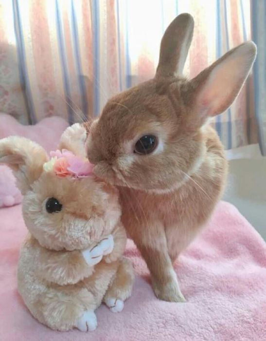 Iepurasi pitici pt copii