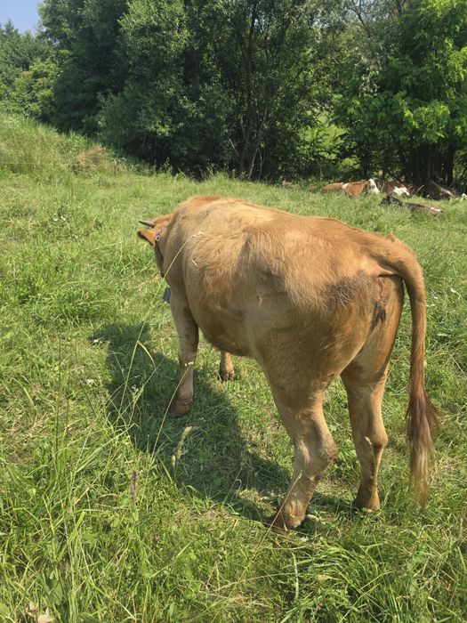Vând vițele, viței si vacă