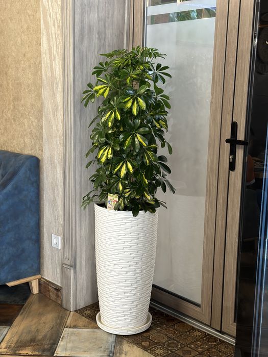 Цветы растения для офиса Скидка!