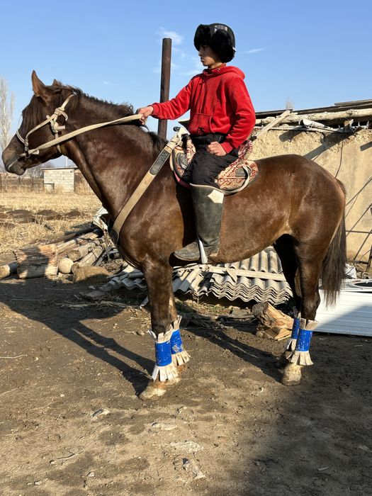 Айғыр сатылады