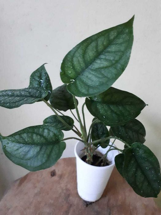 Монстера, Monstera