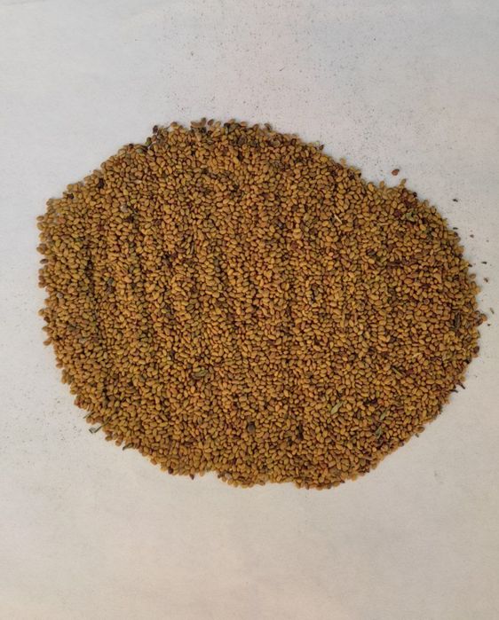 Beda urugʻ semena klevr