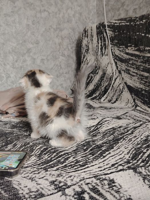 отдам котёнка в хорошие руки