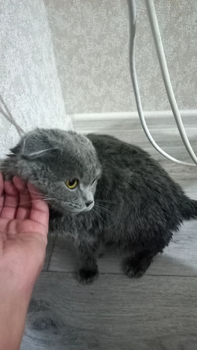 Шотландский кошка