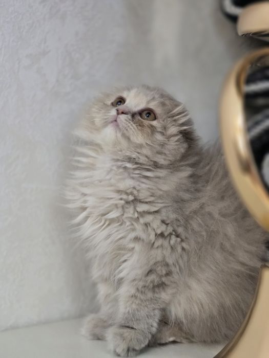 Продаётся очаровательная кошечка Scottish Fold Highland. 3-месячная.