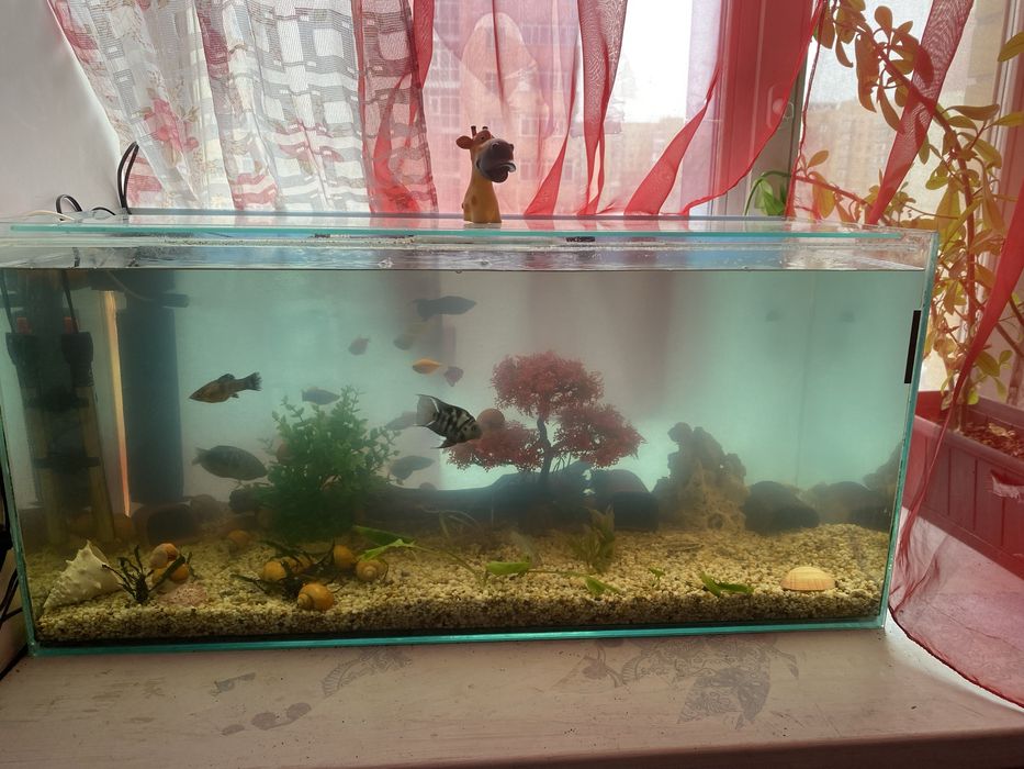 Аквариум , Ампулярии , декорации .