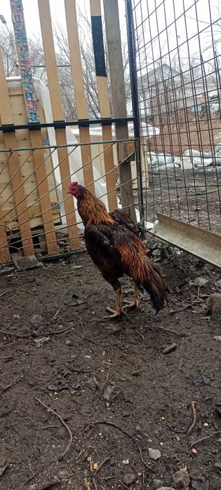 Продам Дакан июль