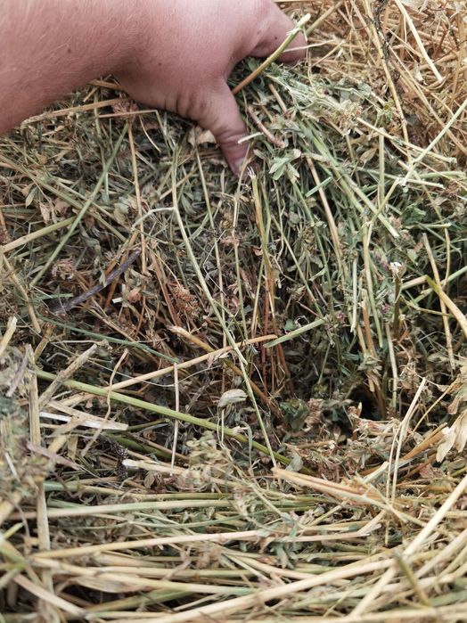 Vând baloți lucernă