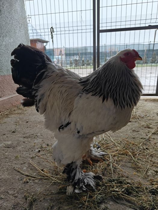 Cocoși rasă de vânzare