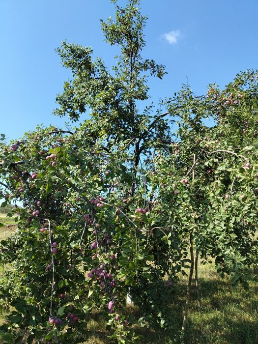 Prune de vânzare