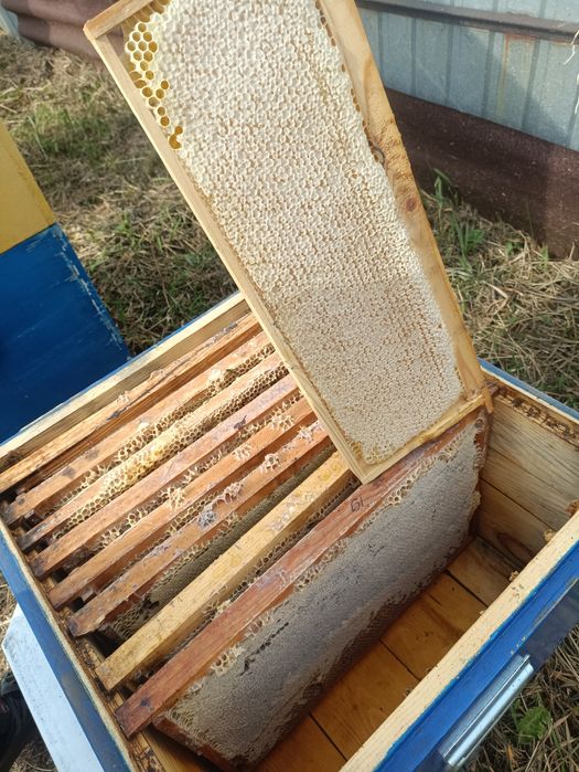 Продам мёд в рамках
