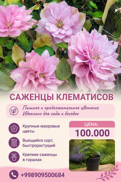 Продам саженцы клематисов закрытая корневая система горшки 1 лир6