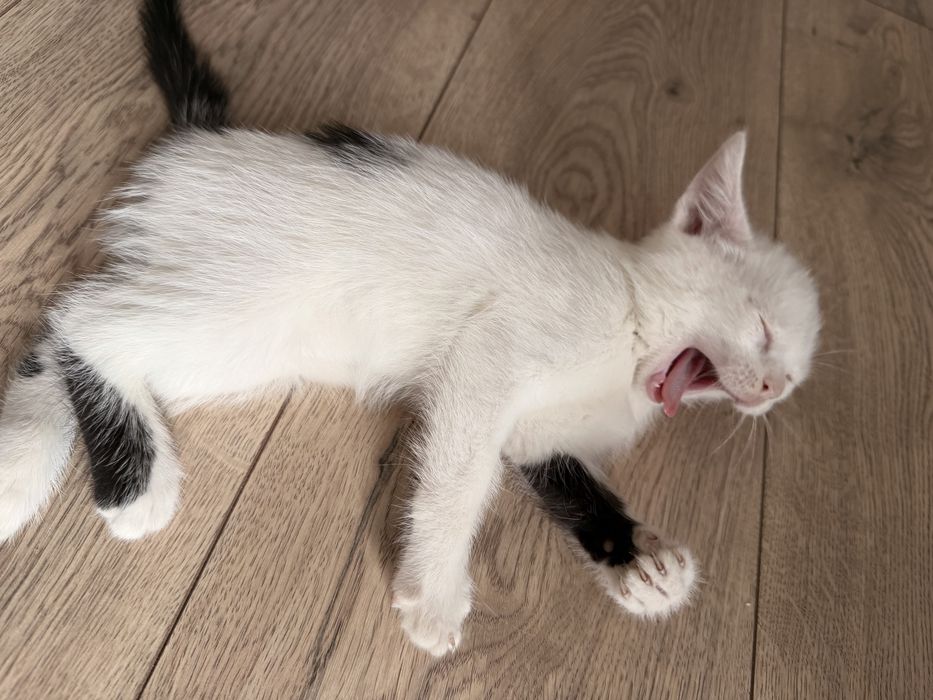 Отдам котенка мальчики