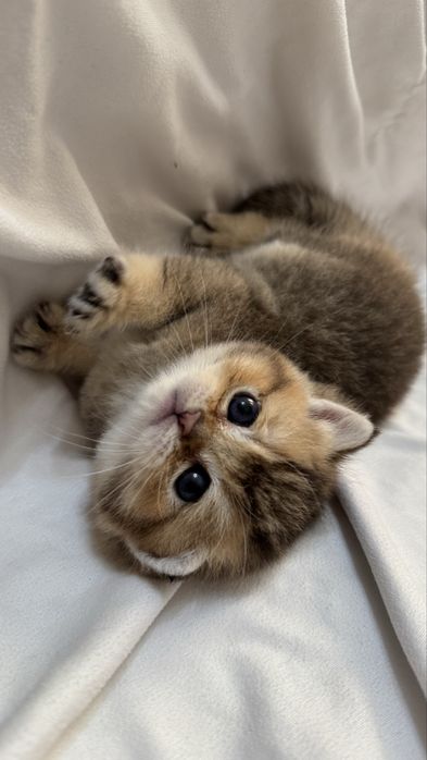 Приглашаем на вязку, к чистокровному Британскому коту (шиншила ny12)