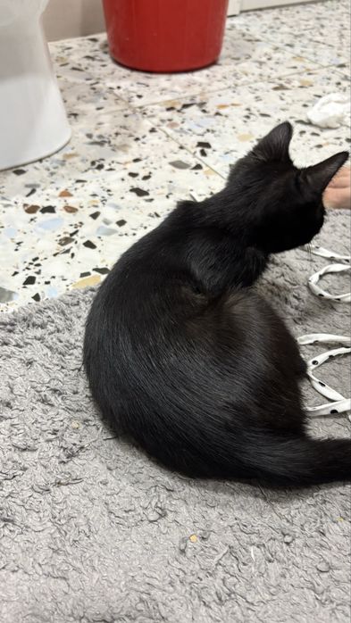 Котенок в добрые руки