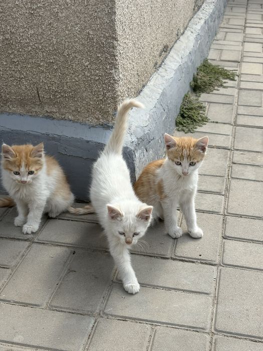 Отдам котят в добрые руки