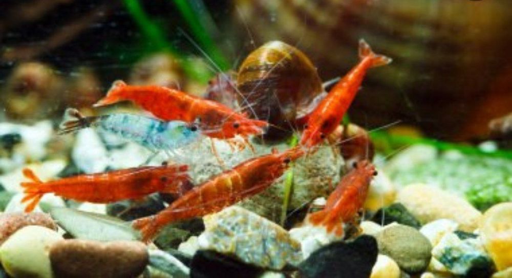 Креветки вишня не прихатливая цвет красный продается  сотилади