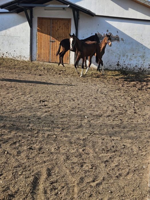 Продаются годовалые жеребцы